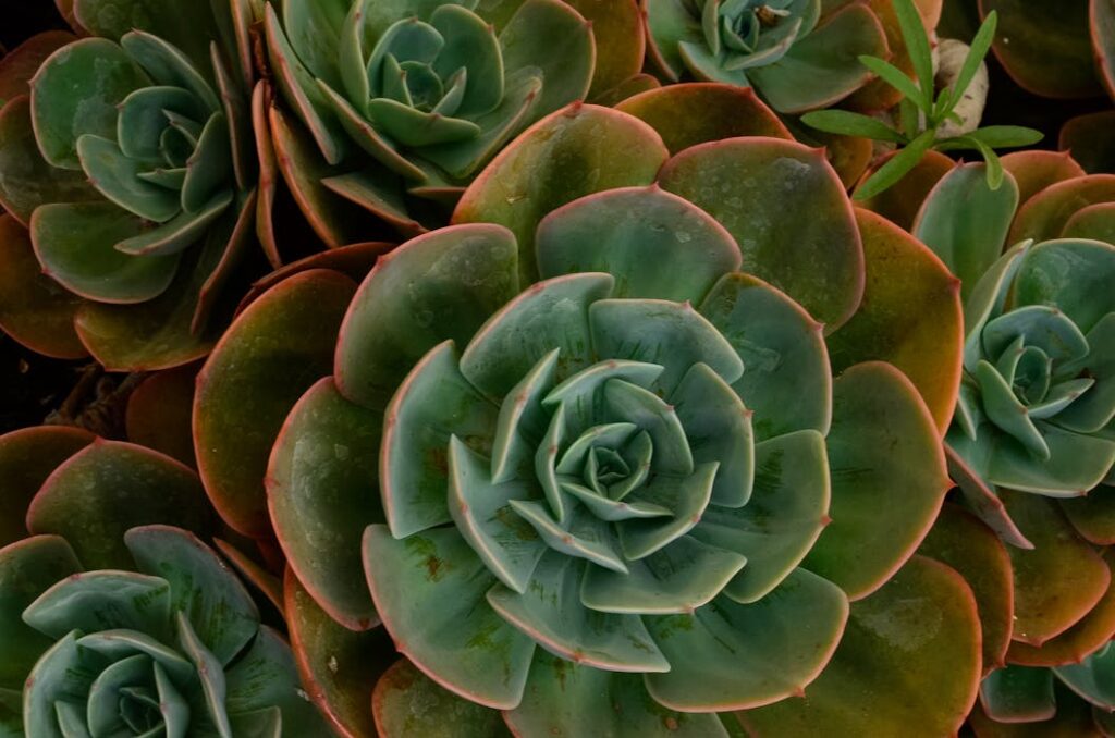 Succulent