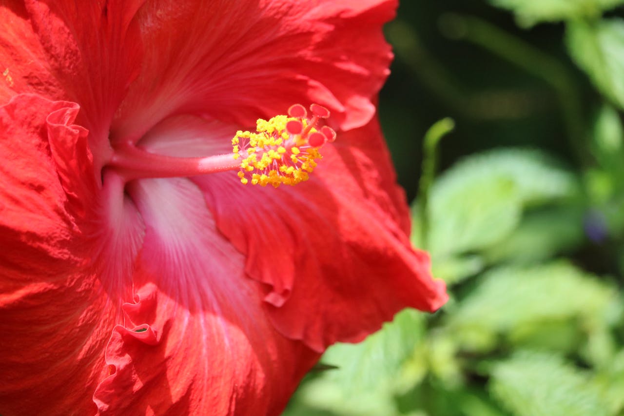 Hibiscus