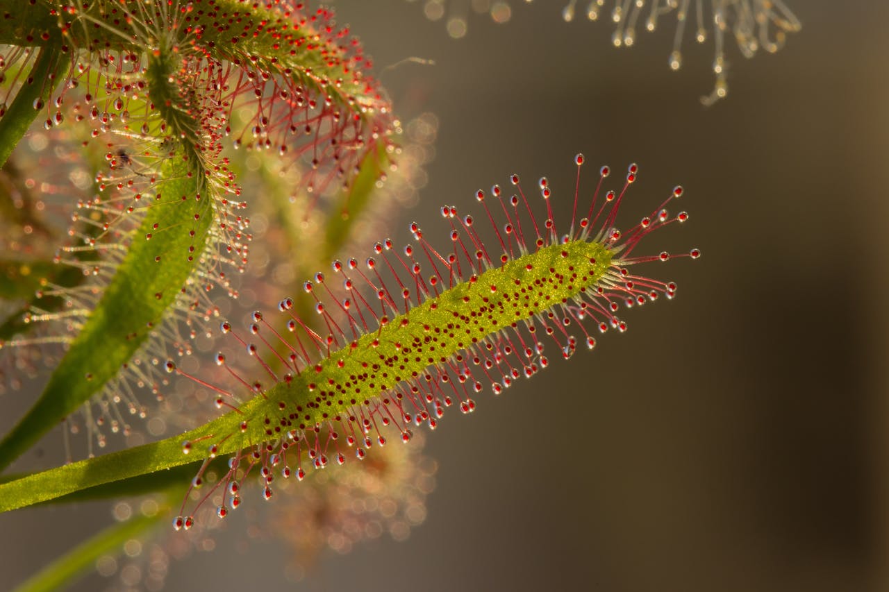 Drosera Capensis