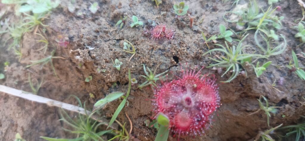 Drosera Burmannii