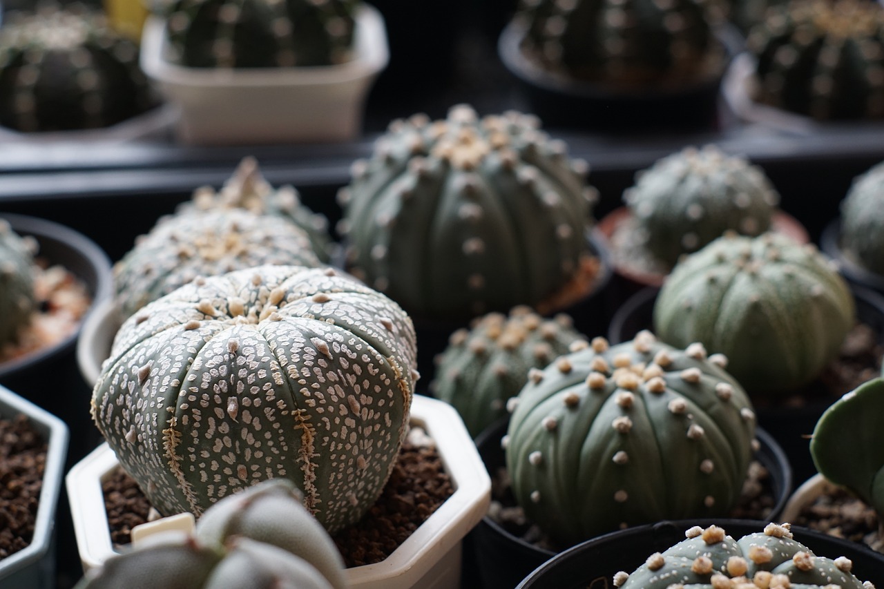 Astrophytum