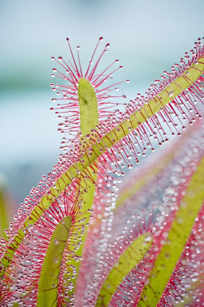 cape sundew, plant, droplets-1170128.jpg