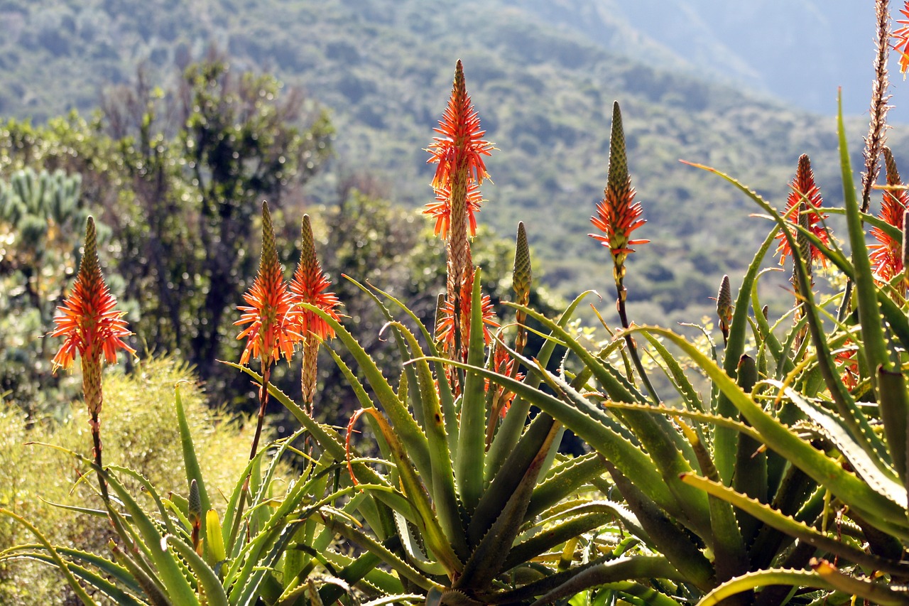 aloe