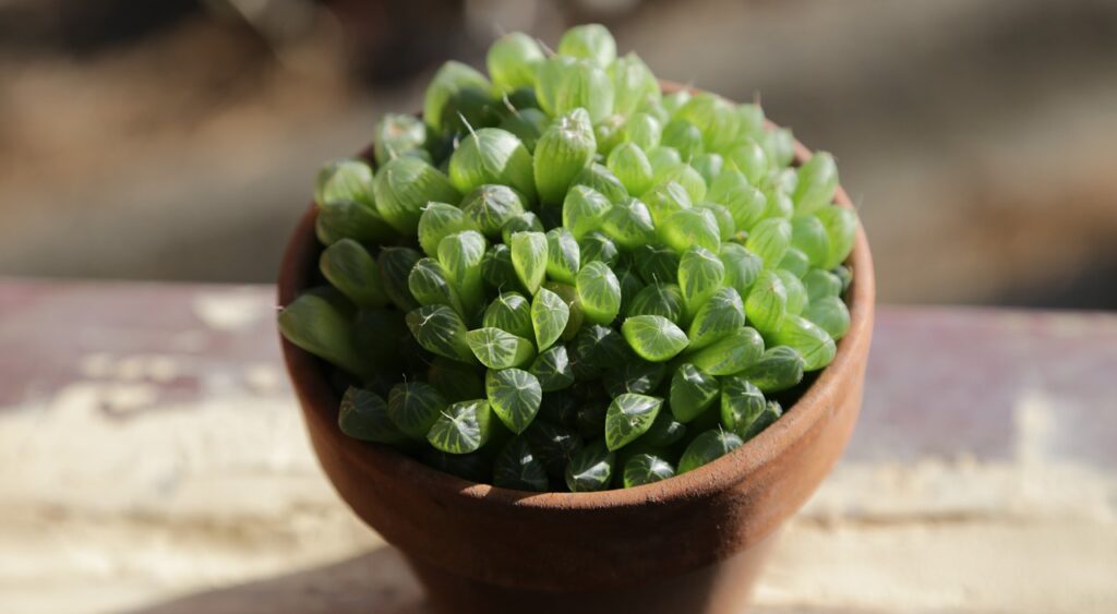 Window Haworthia