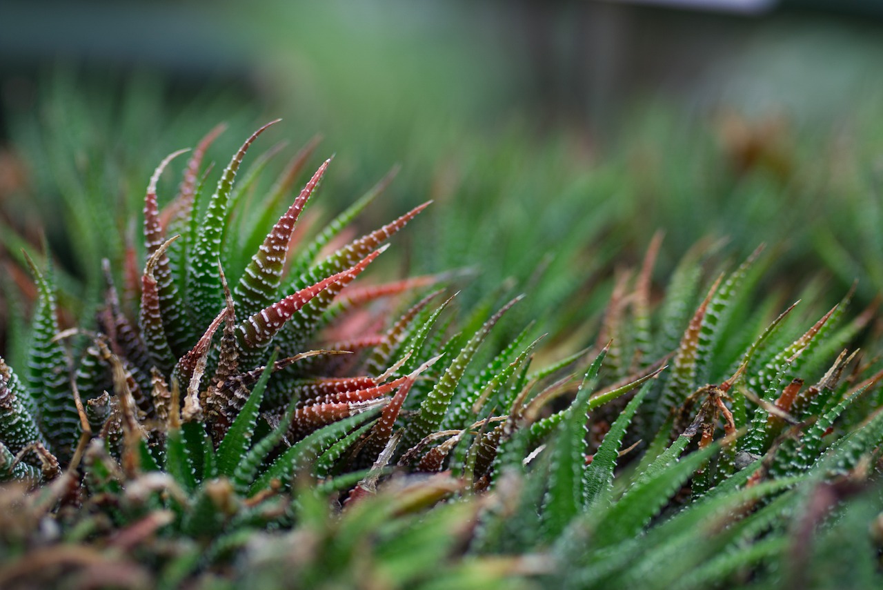 Zebra Haworthia