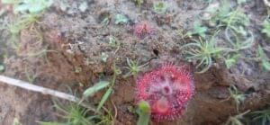 Drosera Burmannii